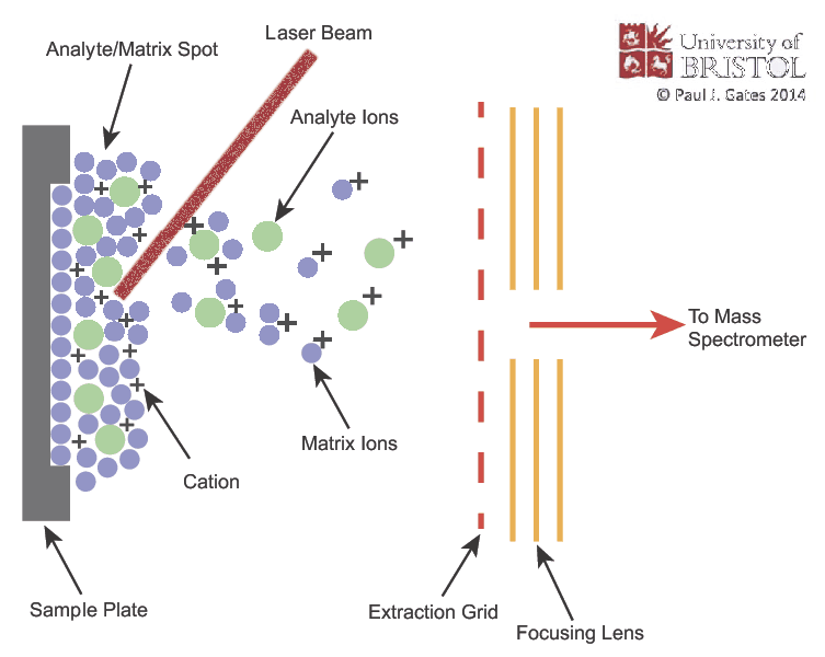 The MALDI process