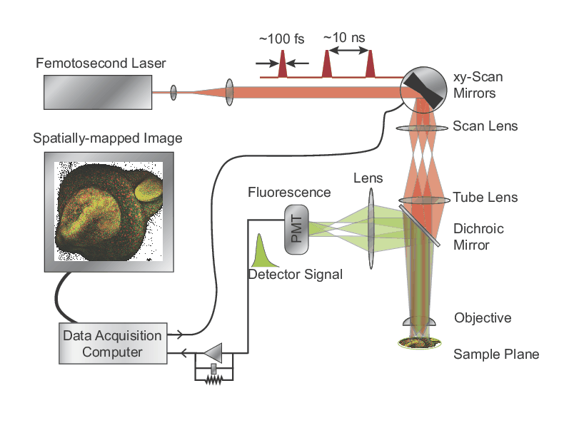Schematic of a two-photon fluorescence (2PF) microscope