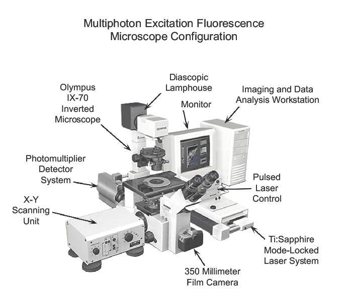 A commercial 2PF microscope system