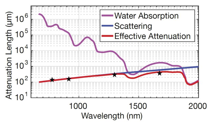 Effective penetration depth due to scattering and absorption in imaging where the optimal excitation wavelengths of 1.3 µm and 1.7 µm are shown